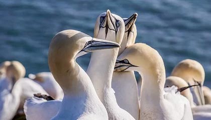 _爱游戏官方_ 中国女足在世界大赛上的全力以赴_，中国女足重返世界一流