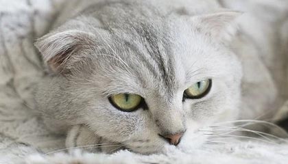 爱游戏下载_ 不同类型游戏的赛事分析：如何选择参赛项目，游戏比赛赛制的几种形式