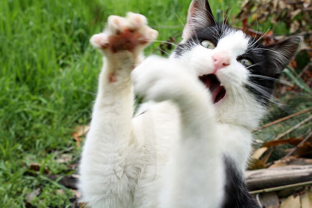 “意甲火热进行,传统豪门迎来大考”,意甲传统三大豪门