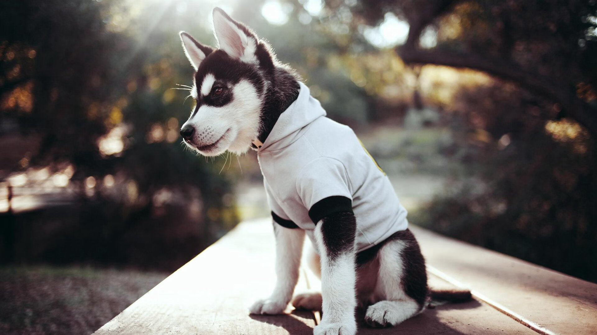 区块链技术在交易中的应用,让公平透明成为可能,浅谈区块链技术的使用场景