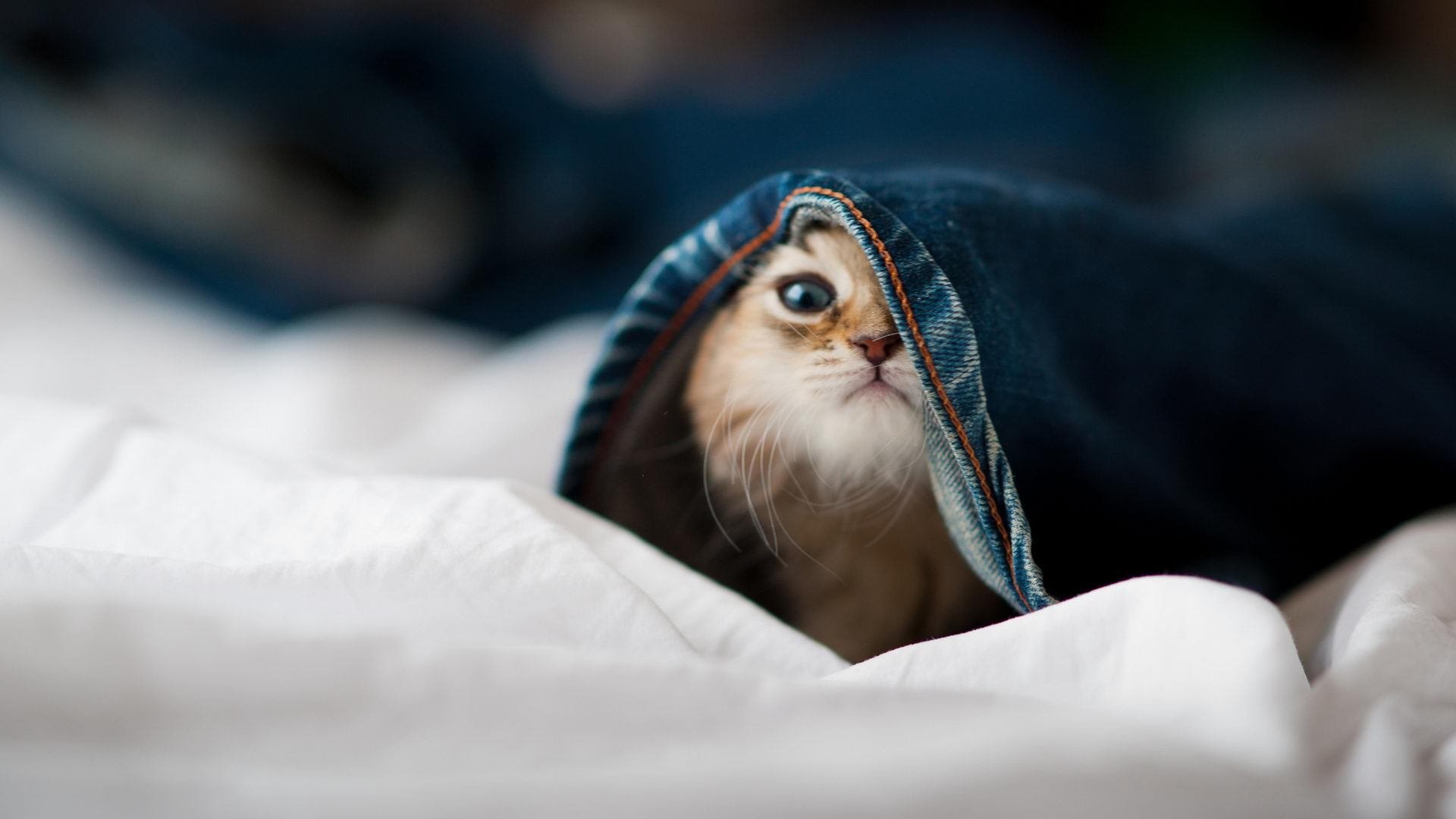 早期预警：车队如何应对突发技术故障，车辆突发故障应急预案