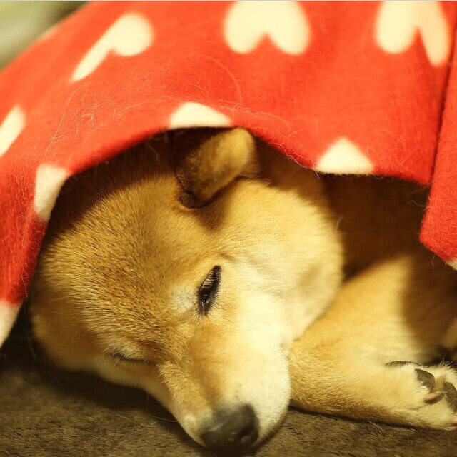 皇家社会新秀崭露头角,皇家社会是什么