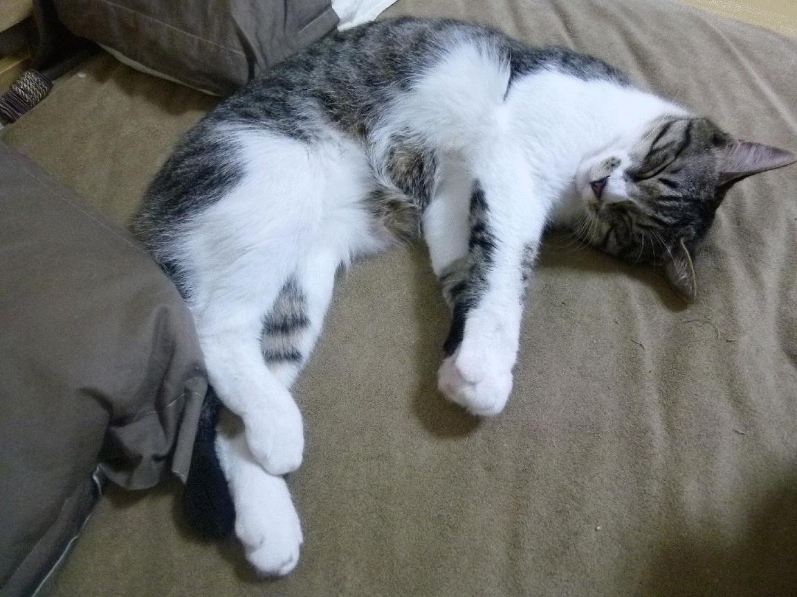 逆转奇迹!王强最后一秒三分绝杀,北京险胜上海!,2005王强