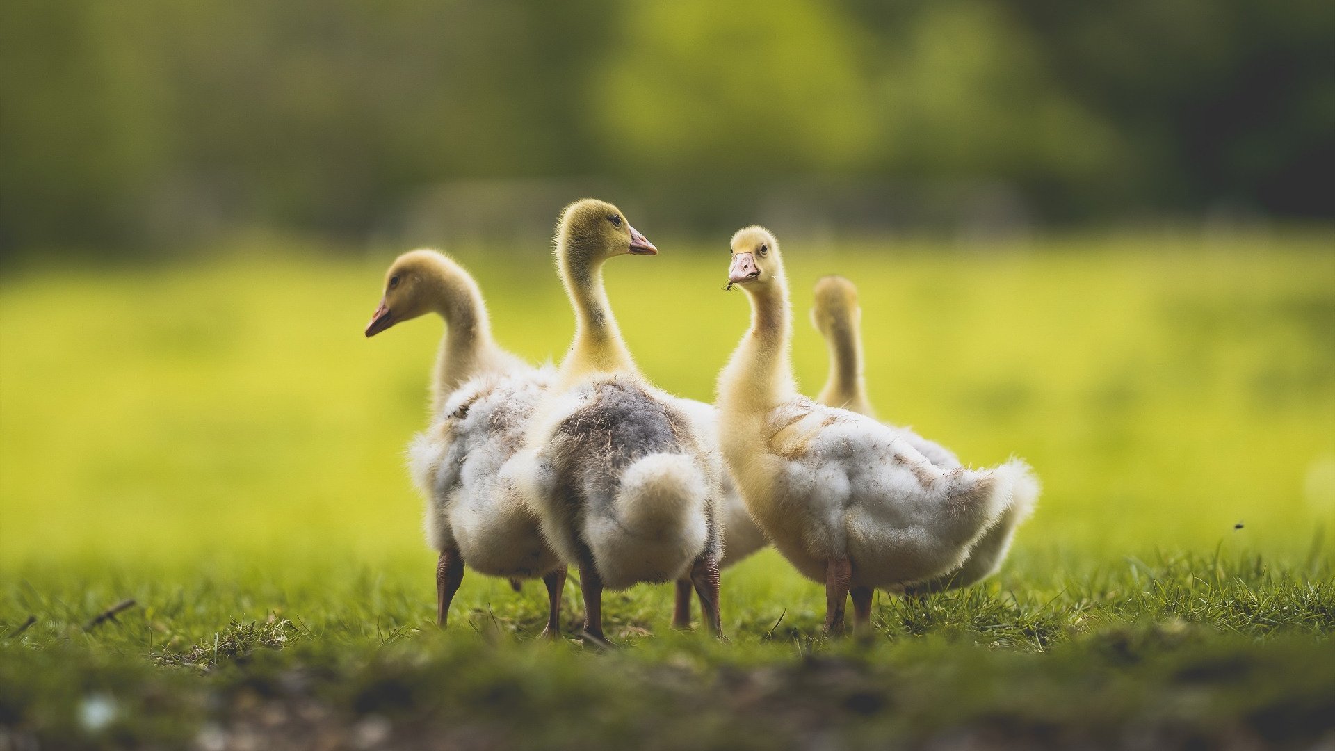 天津荣钢球队防守反击能力增强，天津荣钢篮球俱乐部官网