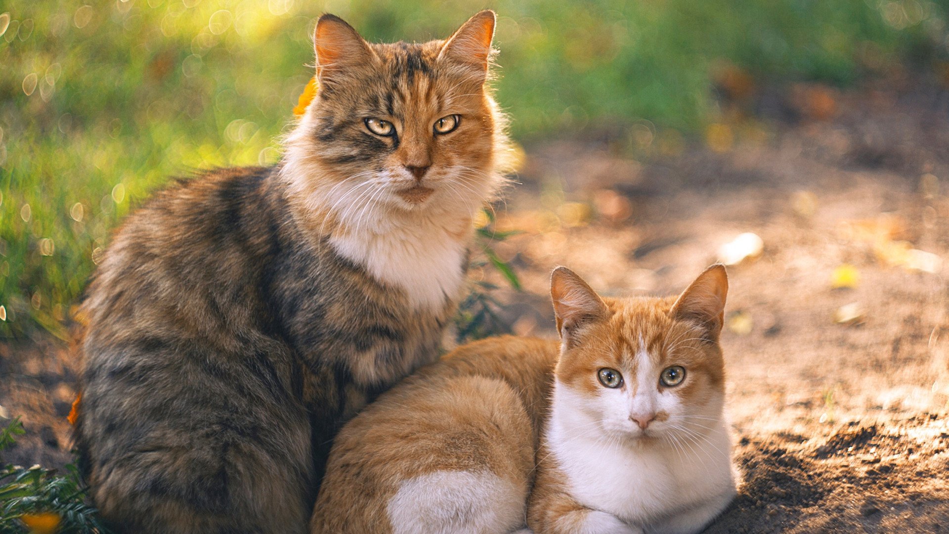波尔图中场核心发挥关键作用，波尔图主场球衣