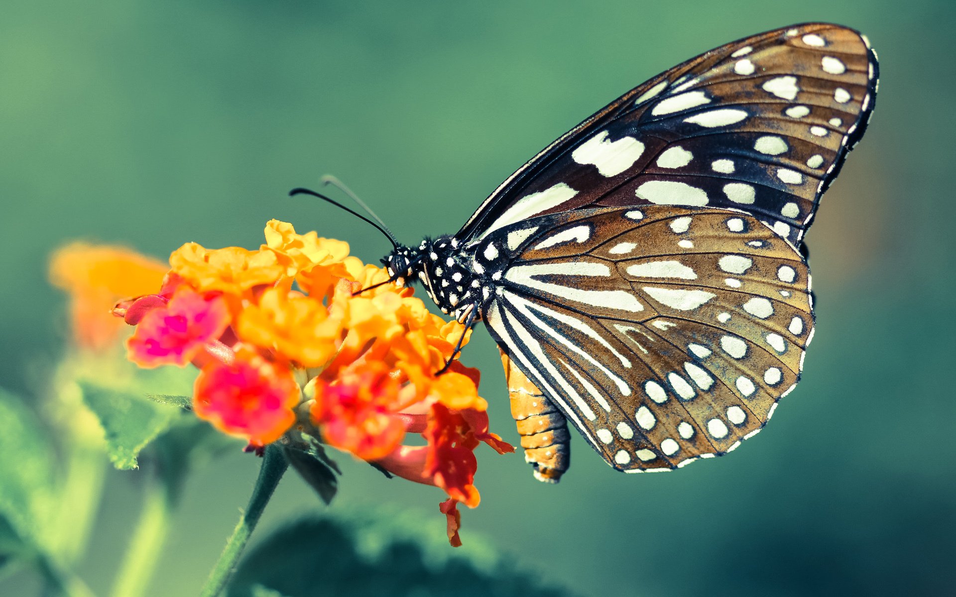 热火队明星球员表现稳定 赛季成绩料有所提升,热火队球员数据