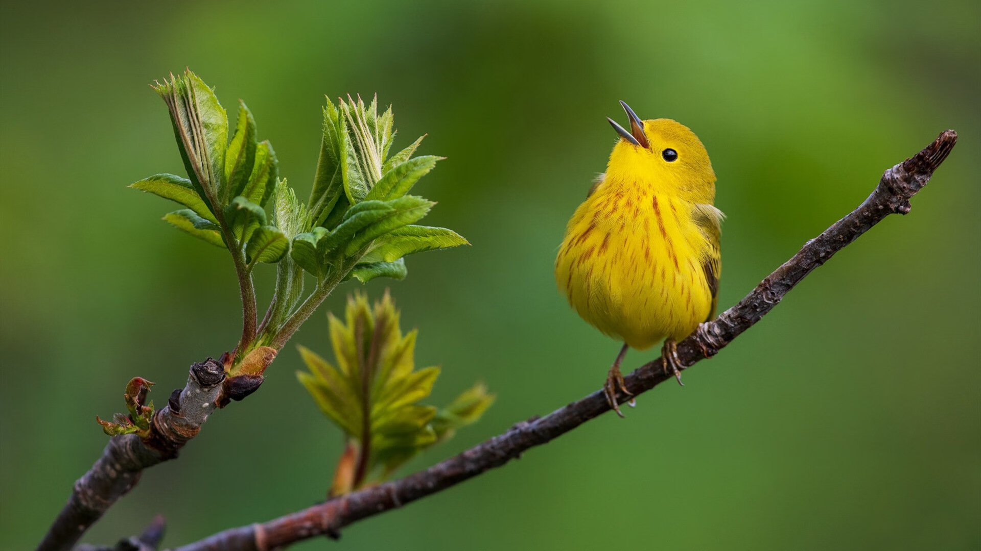 政策引导：足球在国家战略中的重要地位，足球的地位和作用