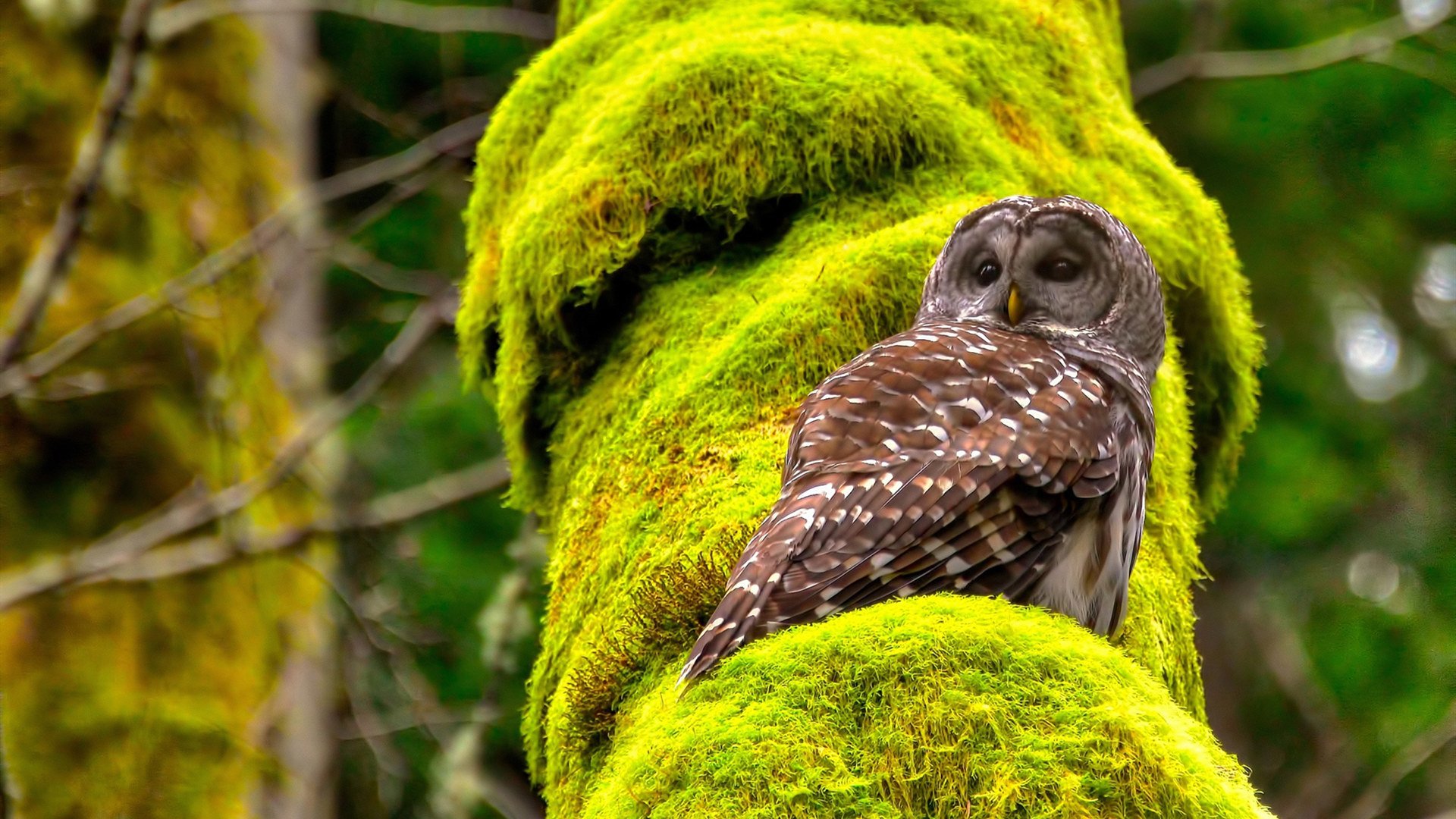 法甲球队基于数据分析提升边路进攻效率，法甲球队地理位置