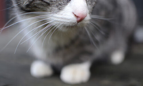 美女球员:球场外的魅力与时尚风采,球星美女