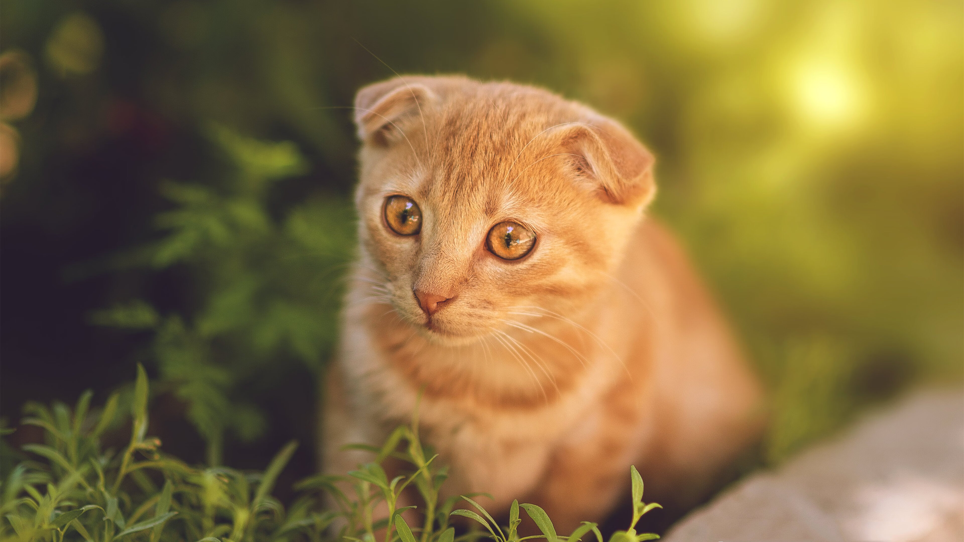 “高新体育中心：武术赛场的快速反应与精湛技巧让观众热血沸腾”