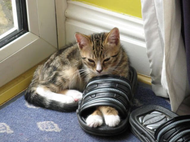 国家队大赛临场调整策略匮乏，国家队比赛地点