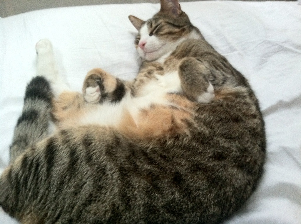 职业教练人才储备未形成系统梯队，《教练员职业素养》