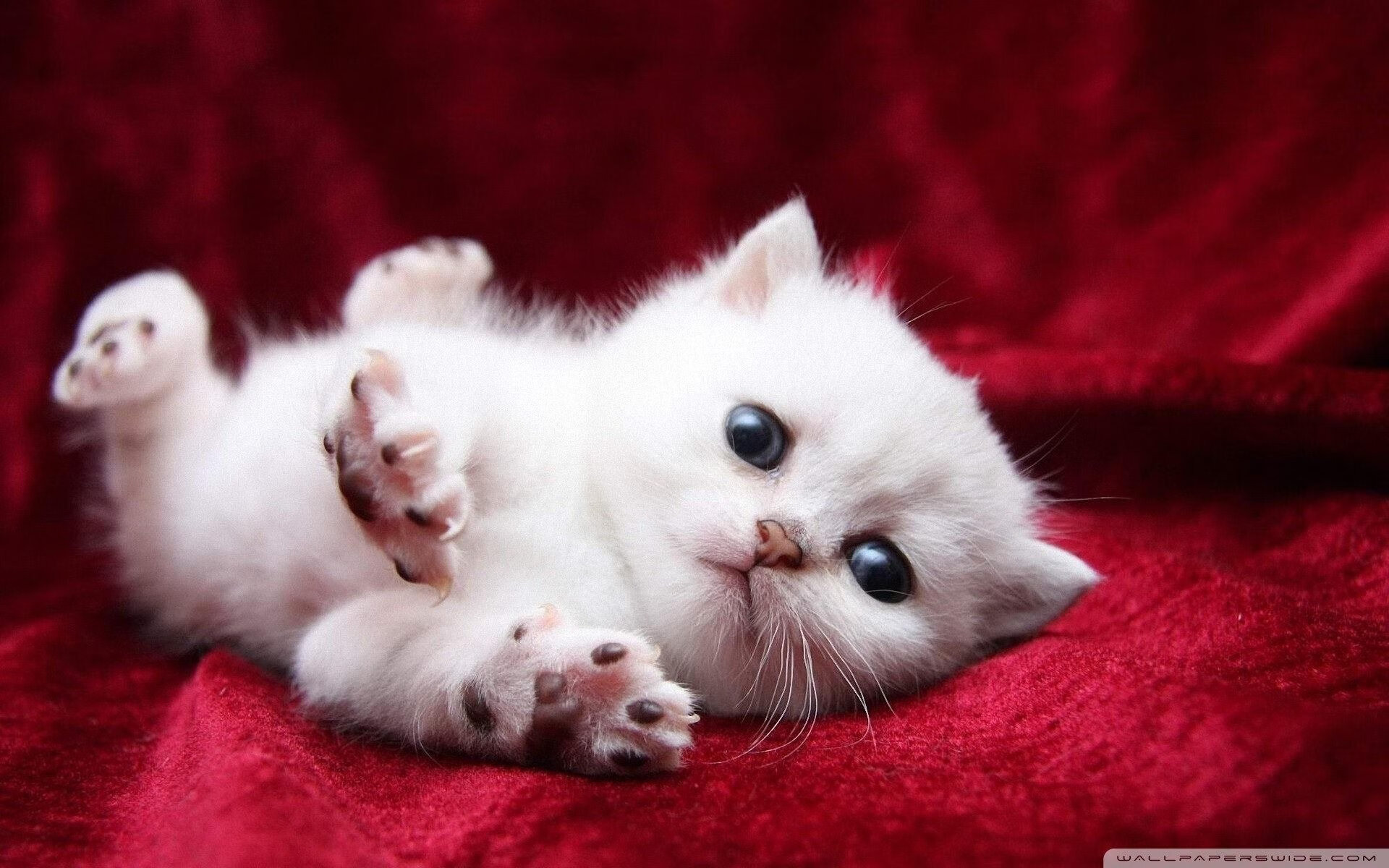 球迷文化节落地赛场周边，增强赛事现场参与感，球迷活动策划