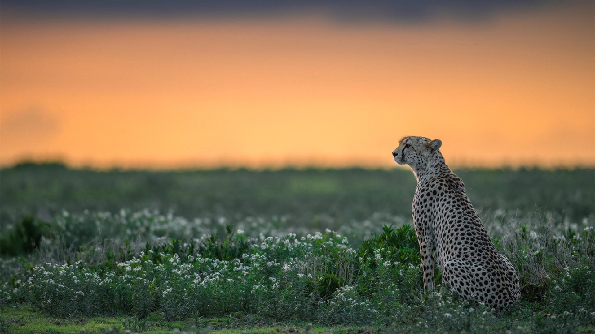 职业俱乐部青训招生计划火热报名人数同比增长明显，职业联赛青训
