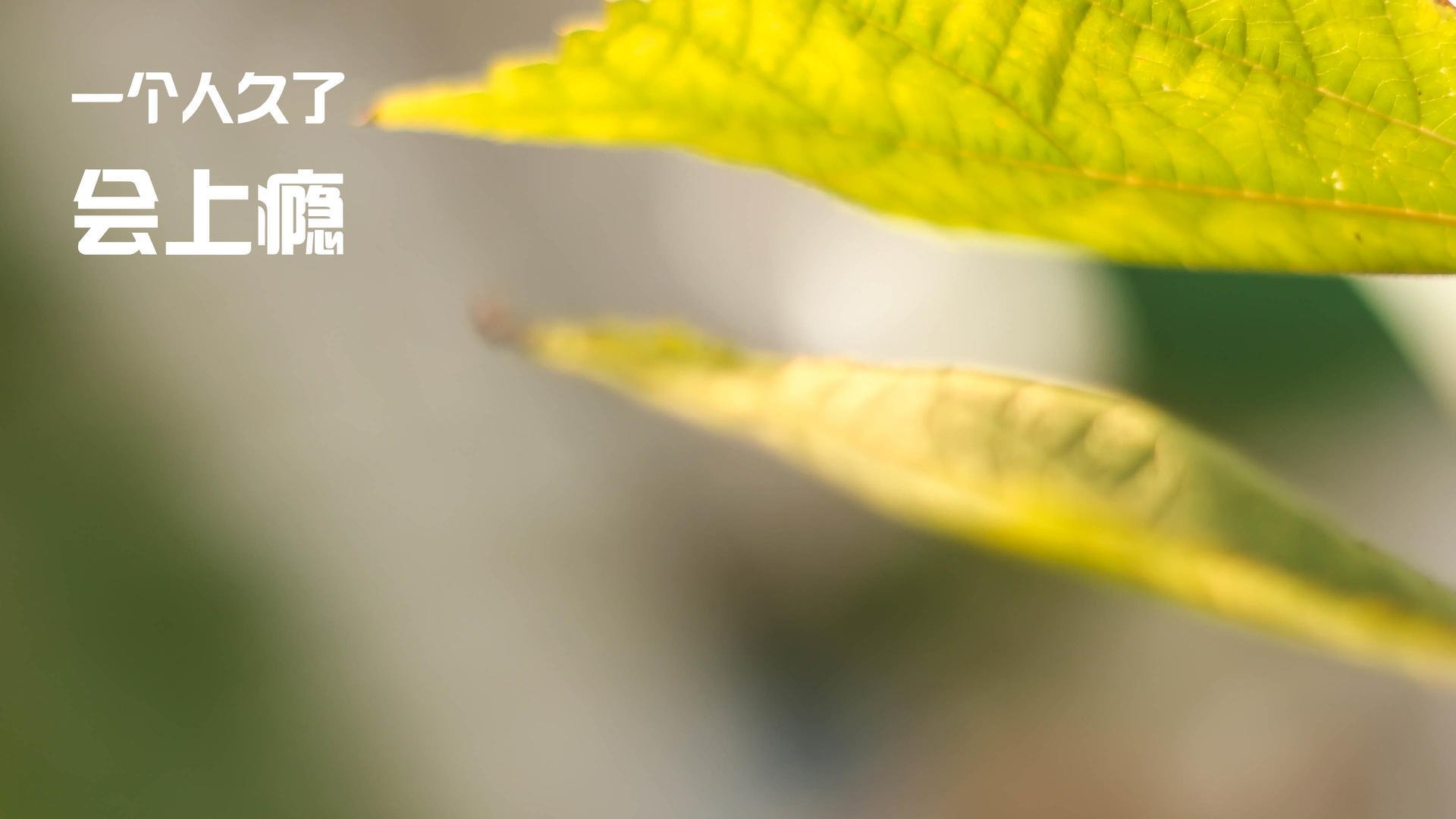 谢佩玲女子10米跳台决赛精彩亮相，谢佩伦个人简介